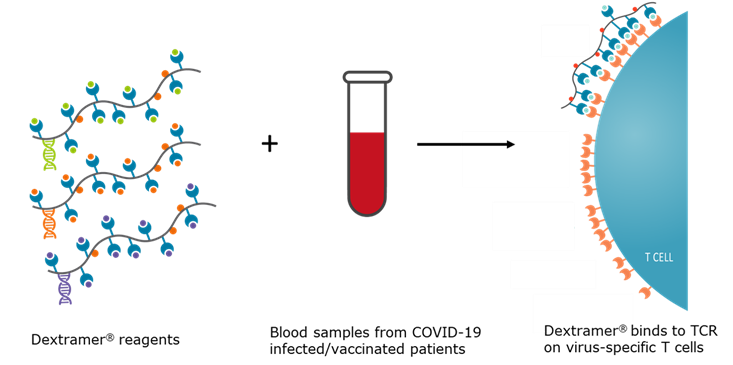 COVID-19 T-cell Immunity